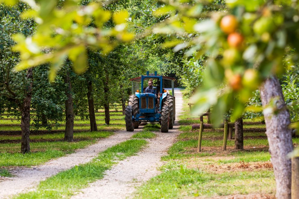 tractor in orchard