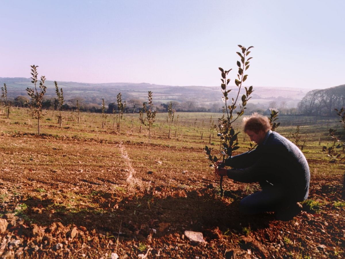 David Healey planting the orchard in 1987