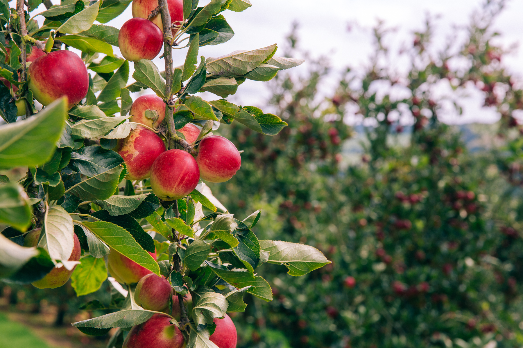 Cider Making Healeys Cyder Farm Cornwall