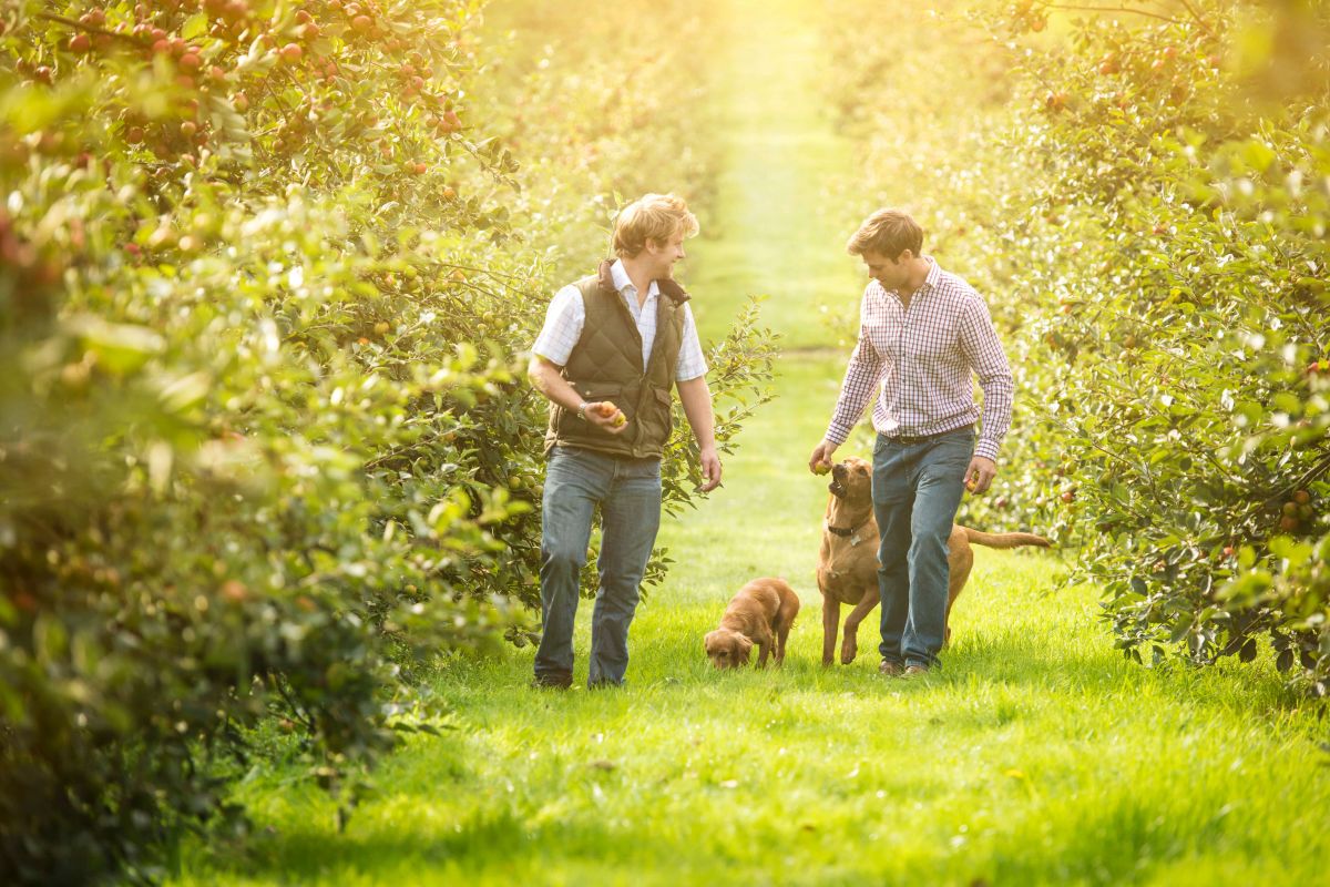 healeys cyder farm orchard