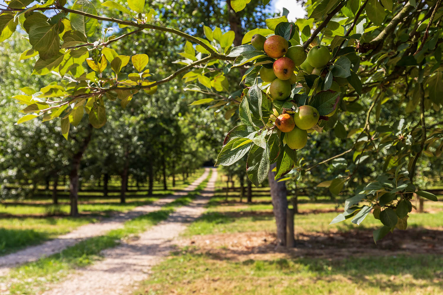 Our Cider Orchards Healeys Cornish Cyder Farm