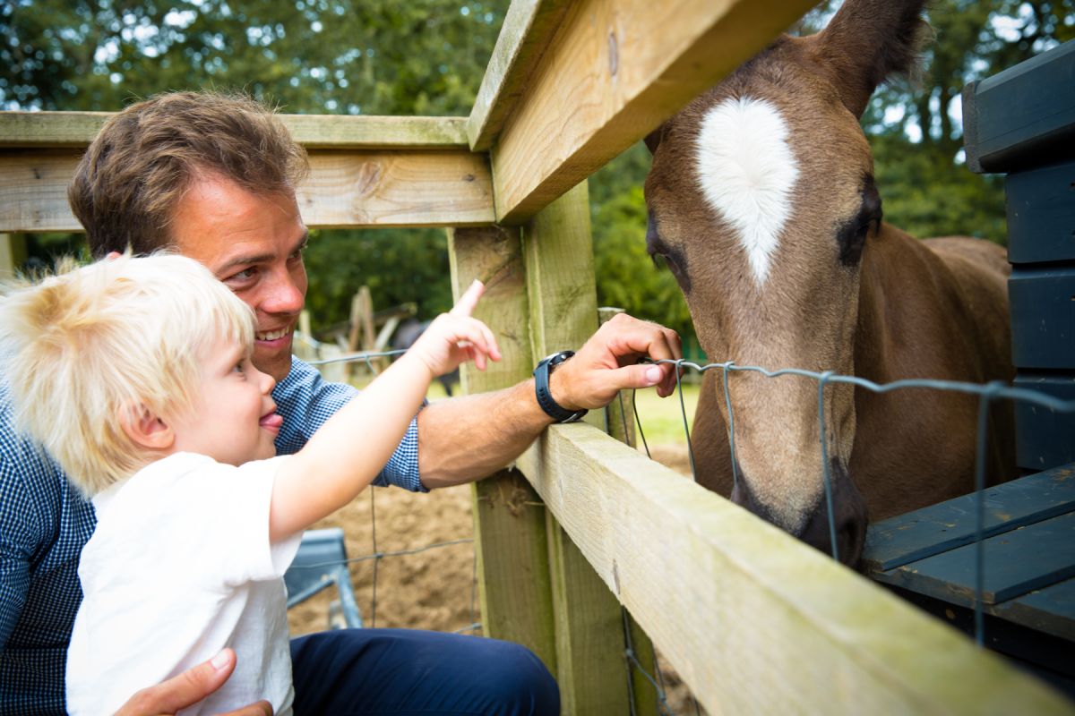 healeys cyder farm animals
